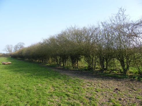 General view of unlaid hedge