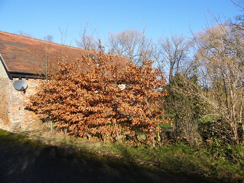 Short section of              beech to be tied into previously laid hedge