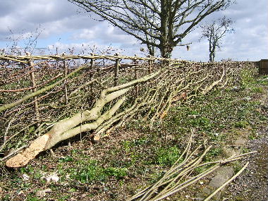 Hedge by drive after laying