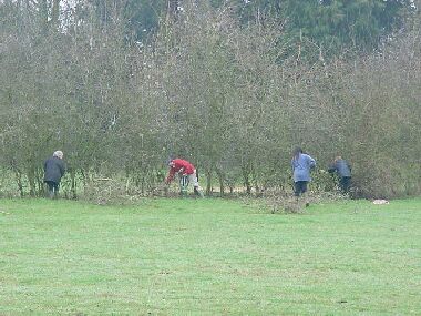 Redfield volunteers start preparing this 9 year old hedge which is perfect for laying