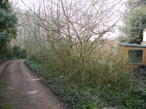View from start of hedge before