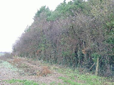 Hawthorn section with side cleared off