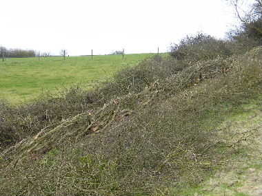 Completed              section of hedge