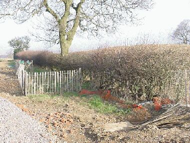 General view of hedge before laying