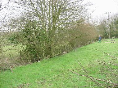 Same hedge as picture on left looking from other direction