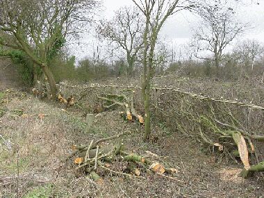 Crab apple, ash, field maple and various blackthorn and hawthorn were all tidied and left as trees