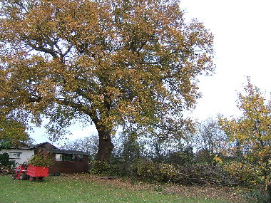 One of two fine oak revealed by a combination of limbing up and laying the hedge