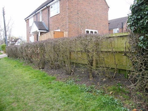 Hedge before laying