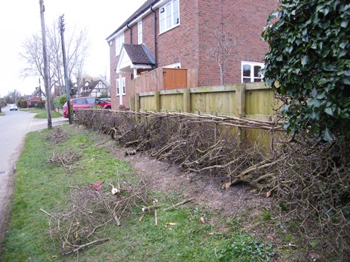 Hedge              laid