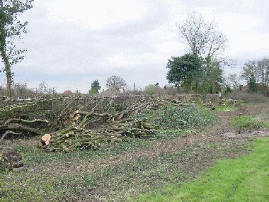 Essentially the same view as left, after laying, with plenty of piles of logs cut from the hedge
