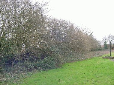 Hedge is as wide as it is tall!